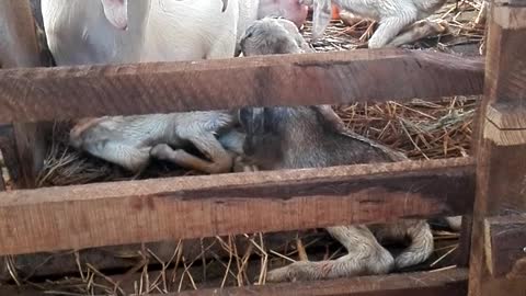 Baby goat's breastfeeding