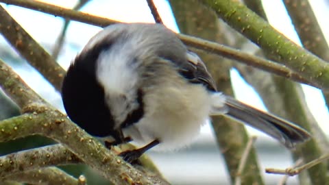 Chickadee