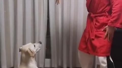 Funny dog reaction #shorts curiquitaca challenge..