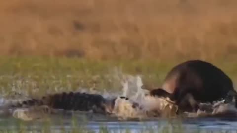 Crocodile vs. Cheetah