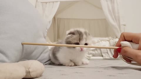 cute short leg kitten playing with a stick