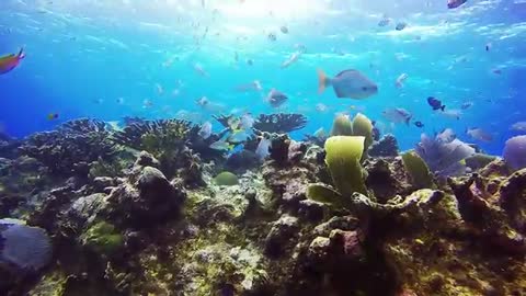 4k the must biutyfull coral reefs and undersee creatuve on earth