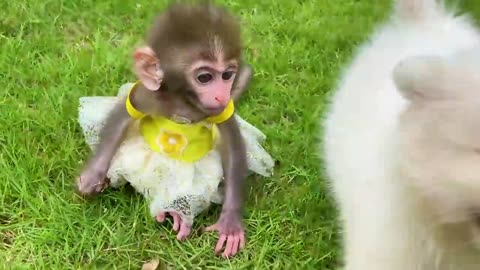 Baby monkey Bon Bon bath in the bathtub and playing with the puppy So cute