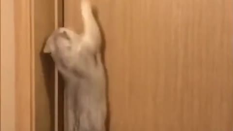 Cat jumps and grabs doorknob to enter room