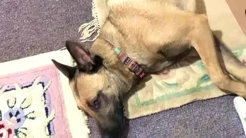 Malinois dog lulled to sleep by Christmas lullaby