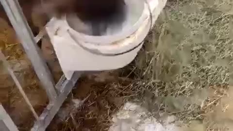 Calf Sends Milk Shooting From Its Nose