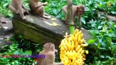 Kindly Man Buy Bunch Of Banana To All Orphan Monkey In SOVANNA TEAM