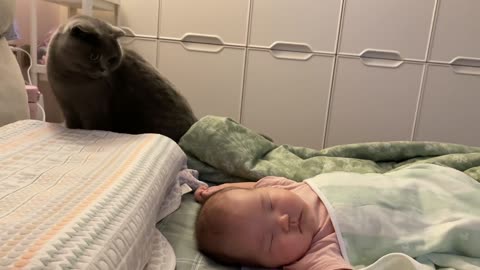 The mother cat also has the experience of taking care of the baby