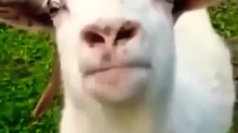 Funny Goat