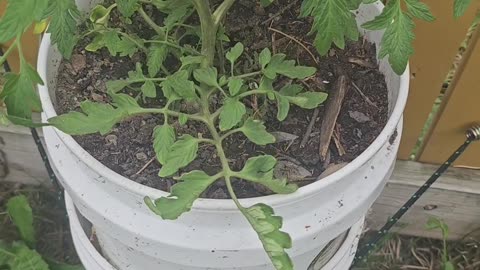 Gardening in Small Spaces! Container Garden with Me!