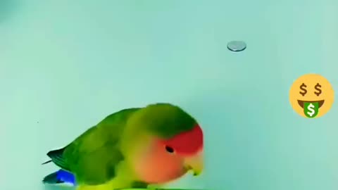 Cute funny parrot @1