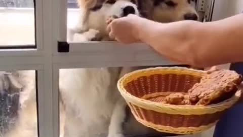 Dinner is served #lovedog #funny #tiktok #cutdog #foryou