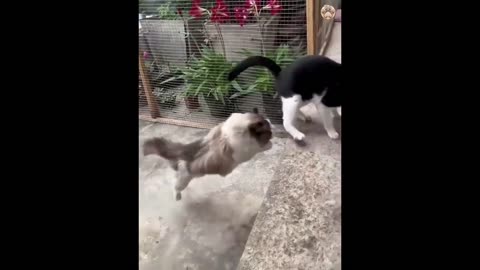 New Funny Animals Video 2024 | Funniest Cats and Dogs Videos | New Funny Video Of Cat And Dogs #262