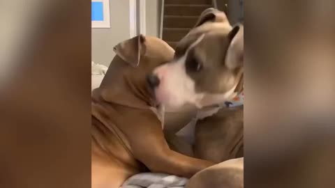 AWESOME PITBULL&#39;S Videos - World&#39;s Best PitBull - Funny and Cute American Bulldog Compilati