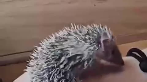 Hedgehog sense of smell