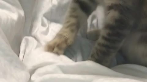 Grey cat playing in white sheets in bedroom