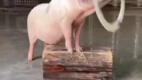 Interesting pet pig