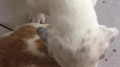 White puppy licking cat repeatedly