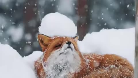 Mr. Fox enjoying the Snow