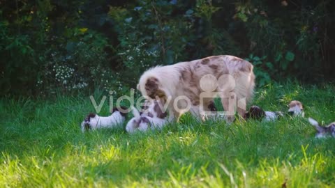 Dog and Her Puppies on green !