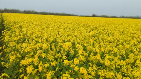 A unique view of the village mustard field