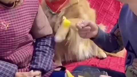 Funny and Cute Dog