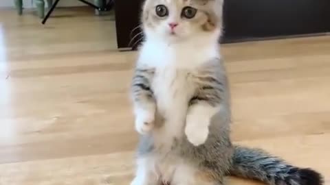 So Adorable Cat