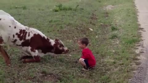 مشاهد مضحكة للبقر | Cows Are Awesome