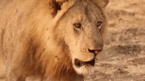 Unlucky Lion Cub Sentenced To Death By a Male D