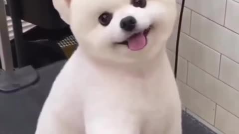 Cute 🐕 dog short video