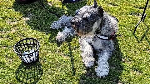 Fafner the Schnauzer on the golf range