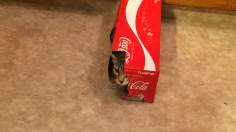 Kitty in a Coke Box