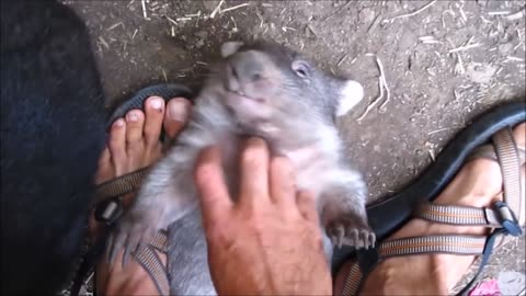 Furry Wombats Rolling Over - FUNNIEST Compilation