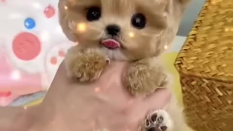 Cute baby dog