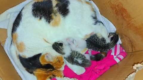 Mother Cat is breastfeeding her little newborn kittens. Kittens are so beautiful 😍