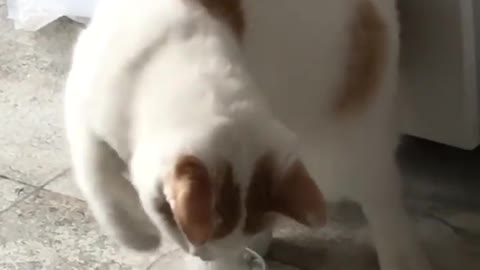 Cold water vs Cat