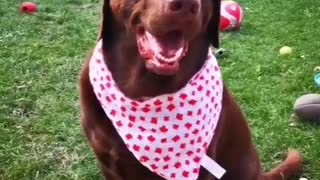 Pet labrador Canada Day