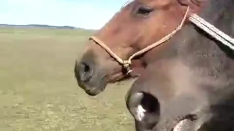 The two horses ran happily on the grassland.