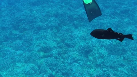 Snorkeling on Maui - Trigger