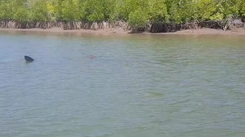 Shark Swims By Fishing Boat