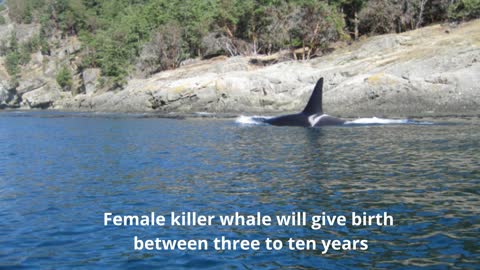 ORCA Killer Whale Interesting Facts