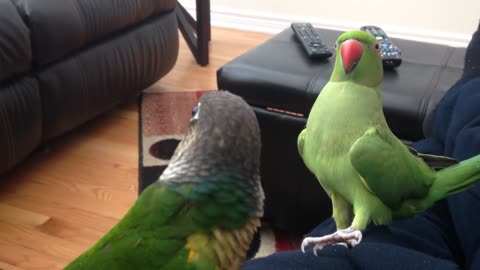 Worlds funniest talking parrot!