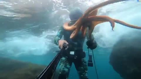 Diver throws underwater bubble rings around puffer fish