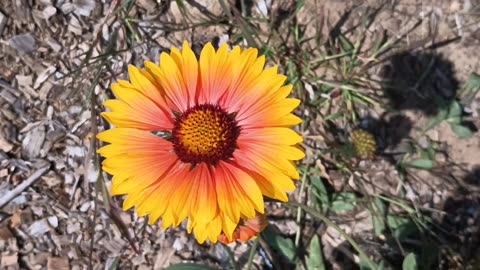 Indian blanket