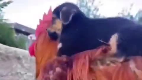 Hens carry baby dog