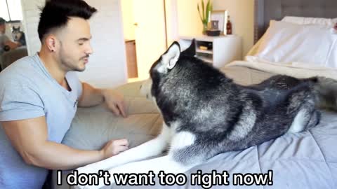 Talking Husky dog