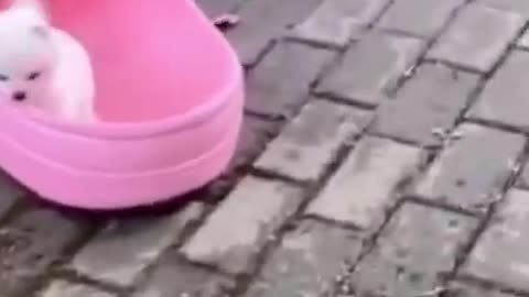 pink puppy sweet love miss you #funnyanimals #shorts #viral #pets #dogs #cats #animals