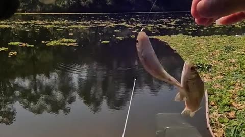 Impressive rural fishing