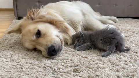 Kitten completely adores Golden Retriever Big Brother