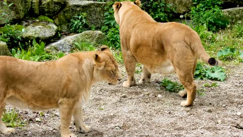 Beautiful Lioness Playing 4K Video